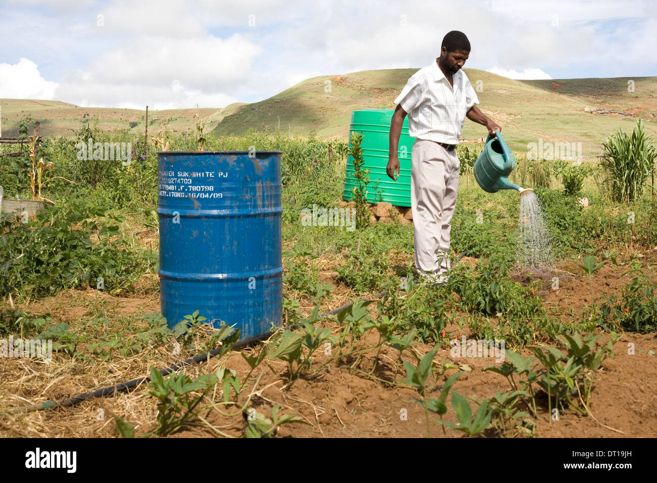 Su piccola scala nero emergenti degli agricoltori di Kwazulu-Natal. In crescita i fagioli di soia, mais, patate utilizzando innovative di massa di raccolta di acqua Foto Stock