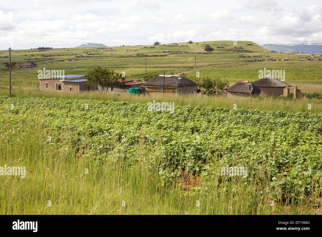 Su piccola scala nero emergenti degli agricoltori di Kwazulu-Natal. In crescita i fagioli di soia, mais, patate utilizzando innovative di massa di raccolta di acqua Foto Stock