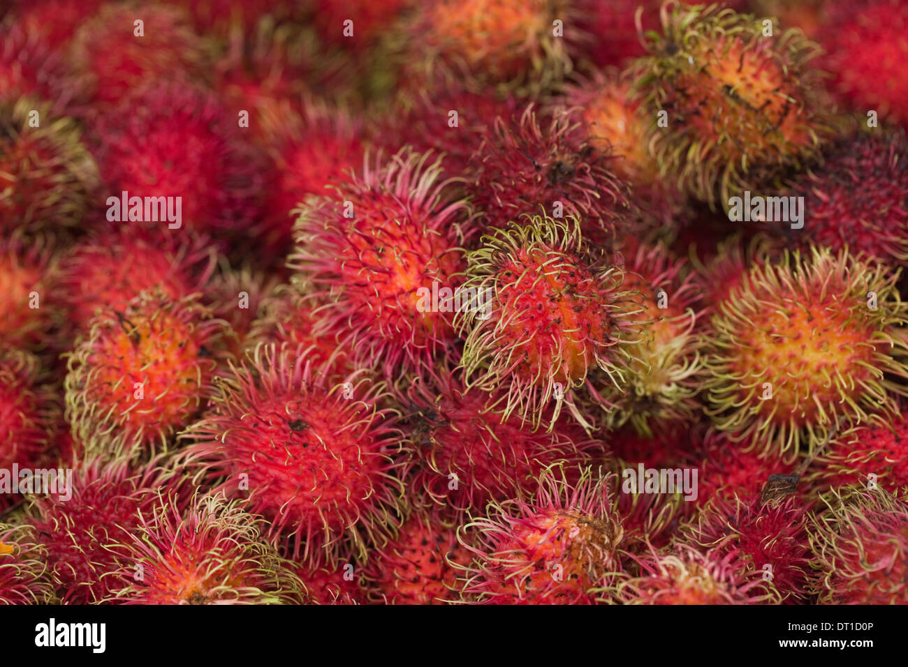 Il Lychee frutti (Litchi chinensis). Recentemente raccolte varietà o cultivar, in vendita su una Costa Rican mercato stradale stallo. Foto Stock