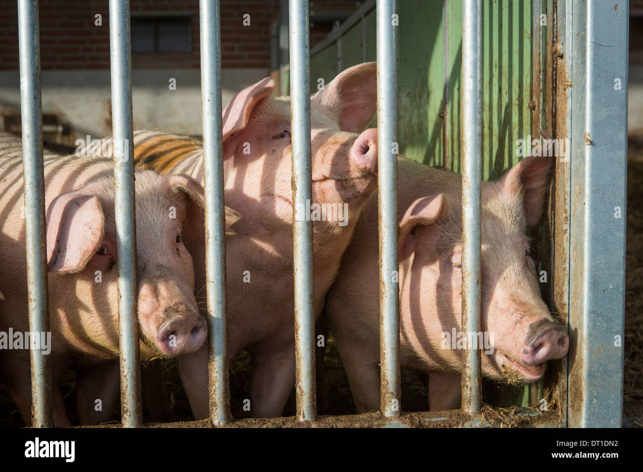 I suini detenuti in modo sostenibile con due volte tanto la camera come normale, opton per andare fuori e il cibo sostenibile Foto Stock