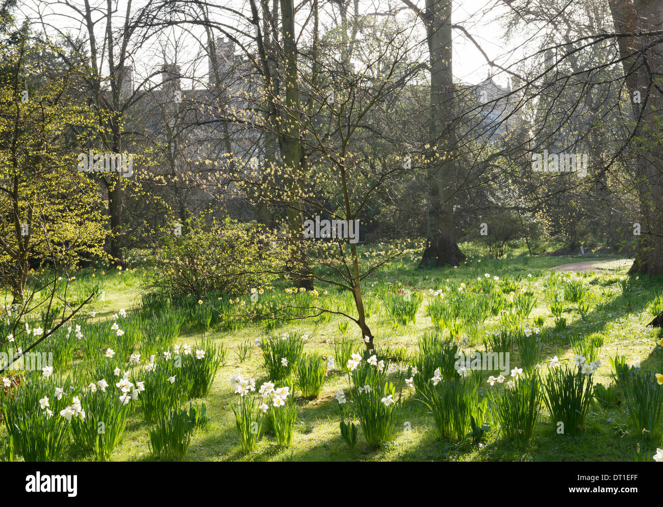 Trinity College prato in primavera Foto Stock