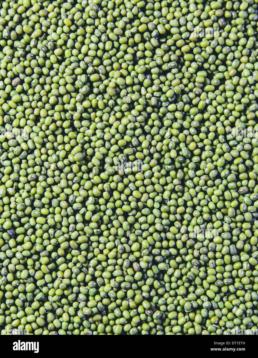 Fagioli Mung noto anche come green gram o golden gram nativa per l'India Foto Stock