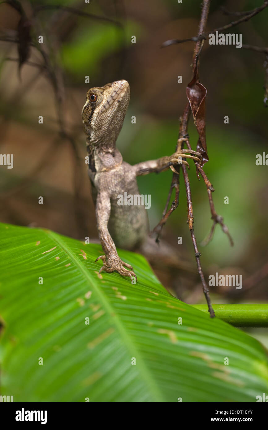 Brown basilisco (Basiliscus vittatus). Immaturi. Parco Nazionale di Tortuguero. Costa Rica. America centrale. Foto Stock