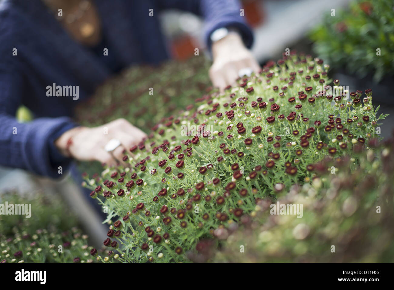 Agricoltore biologico al lavoro una persona tendente ad un vassoio di piccoli giovani piante da fiore Foto Stock