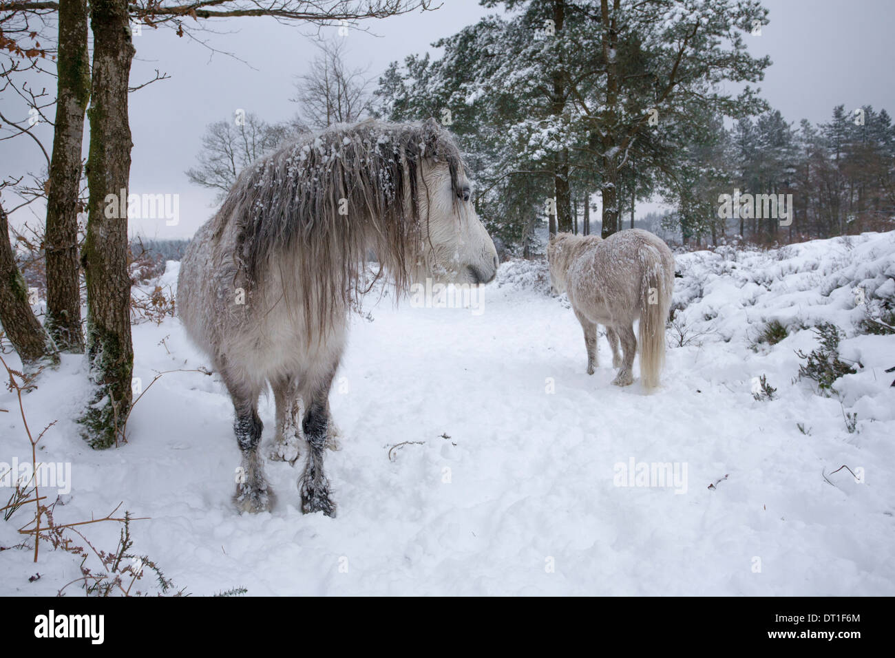 Welsh pony di montagna su strade coperte di neve brughiera. Foto Stock