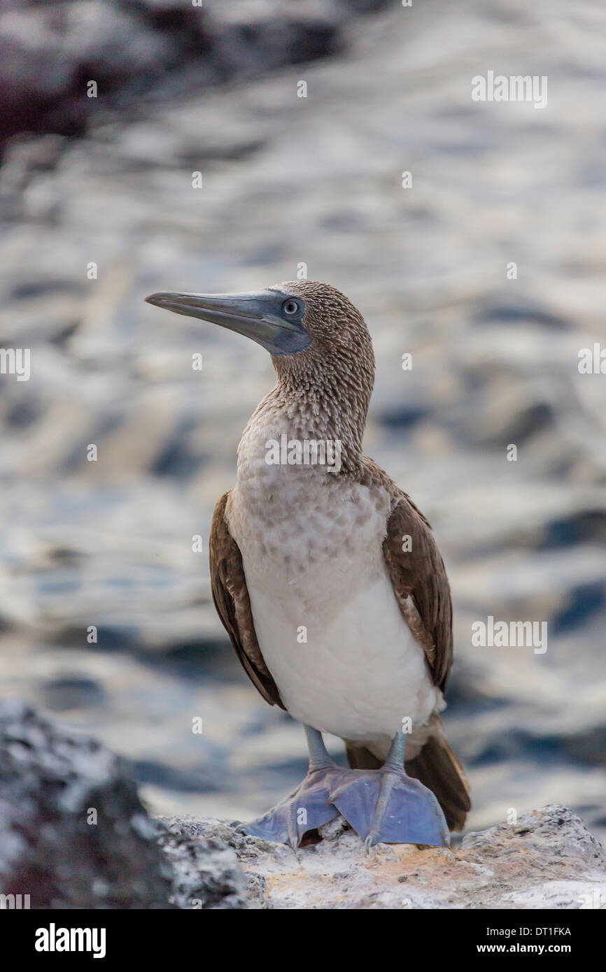 Blu-footed booby (Sula nebouxii) con piedi viola a Puerto Egas, isola di Santiago, Isole Galapagos, sito UNESCO, Ecuador Foto Stock