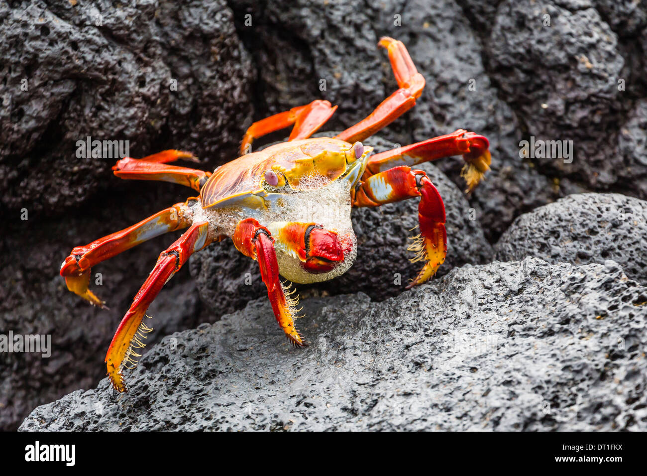 Sally lightfoot crab preparando a spargere il suo esoscheletro in Urbina Bay, Isabela Island, Isole Galapagos, Ecuador Foto Stock