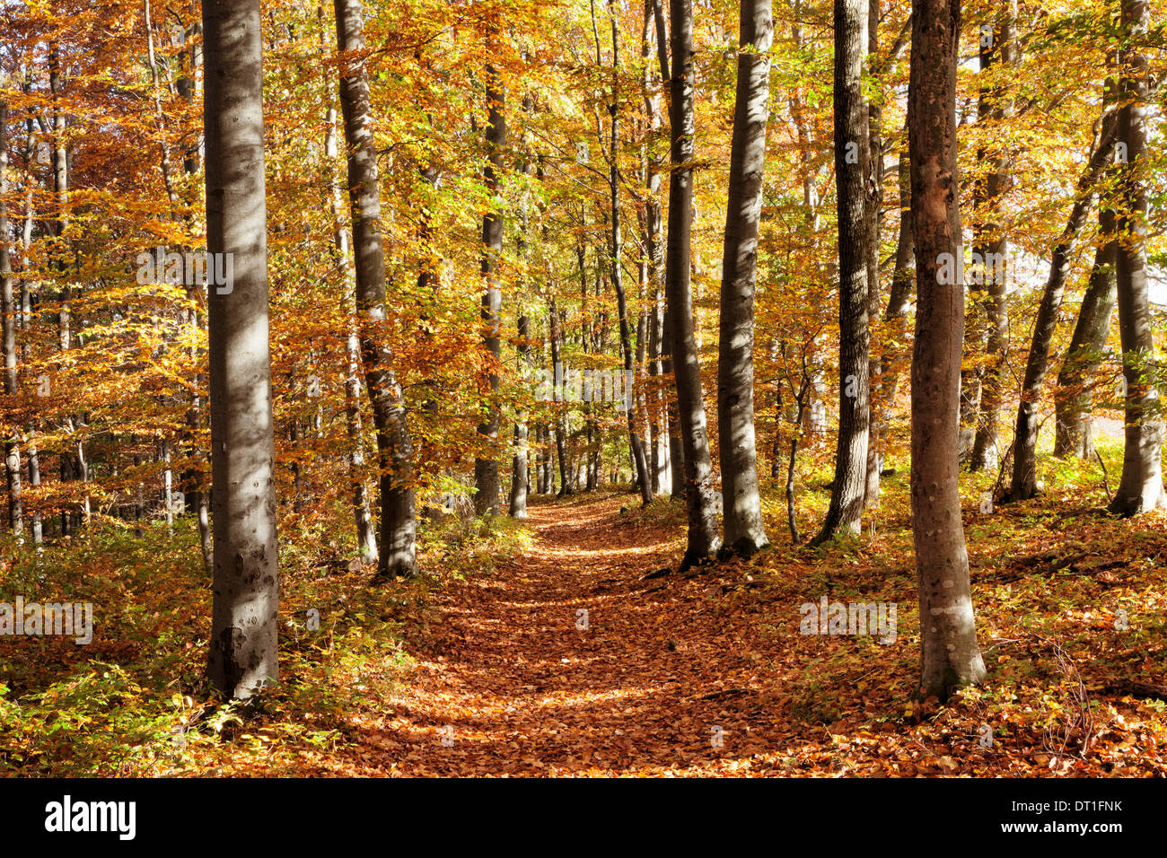 Percorso in un bosco in autunno, Svevo, Baden Wurttemberg, Germania, Europa Foto Stock