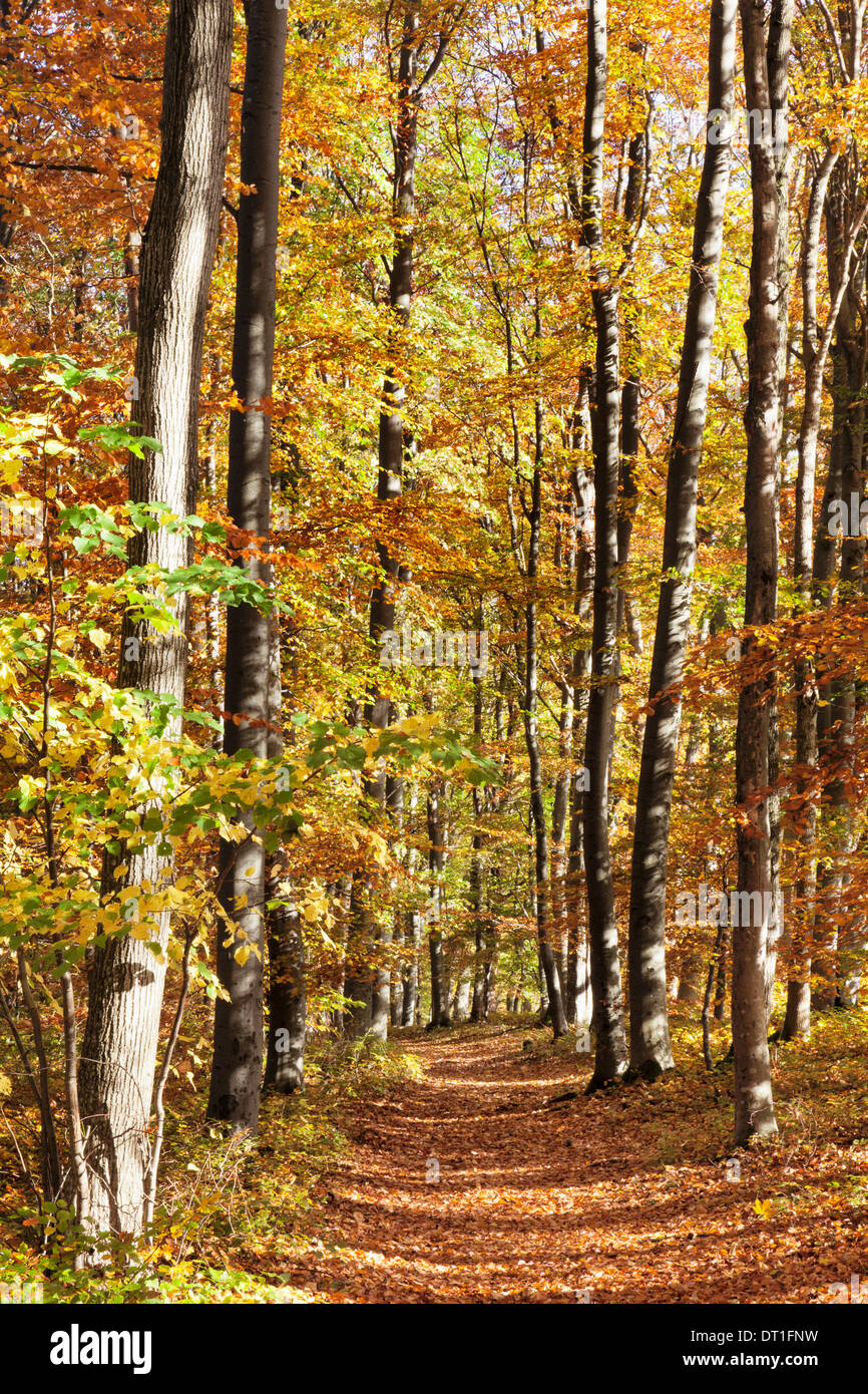 Percorso in un bosco in autunno, Svevo, Baden Wurttemberg, Germania, Europa Foto Stock
