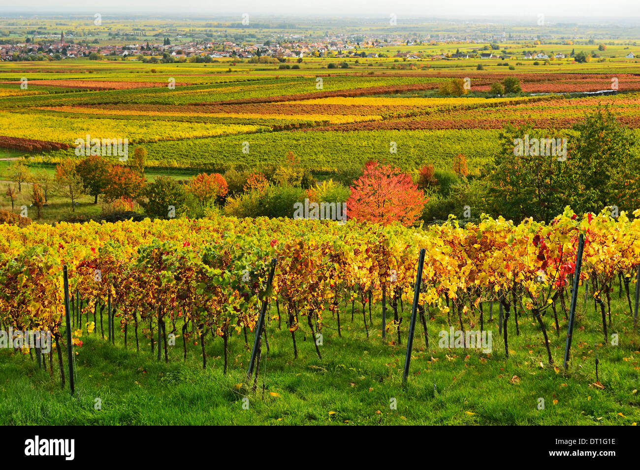 Paesaggio di vigneti, nei pressi di San Martin, Itinerario dei vini tedeschi, Renania-Palatinato, Germania, Europa Foto Stock