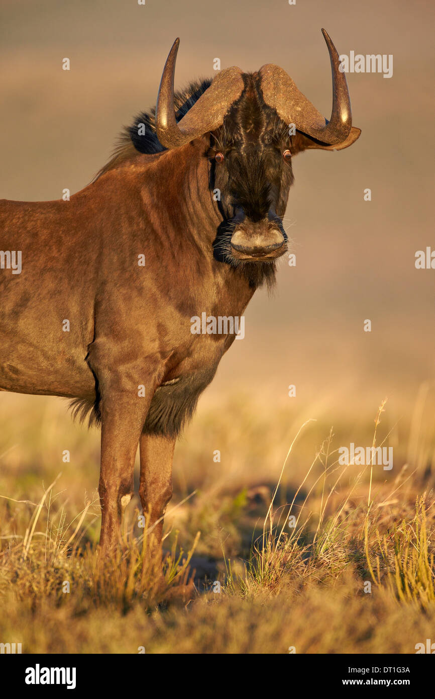 Nero GNU (bianco-tailed gnu) (Connochaetes gnou), Mountain Zebra National Park, Sud Africa e Africa Foto Stock