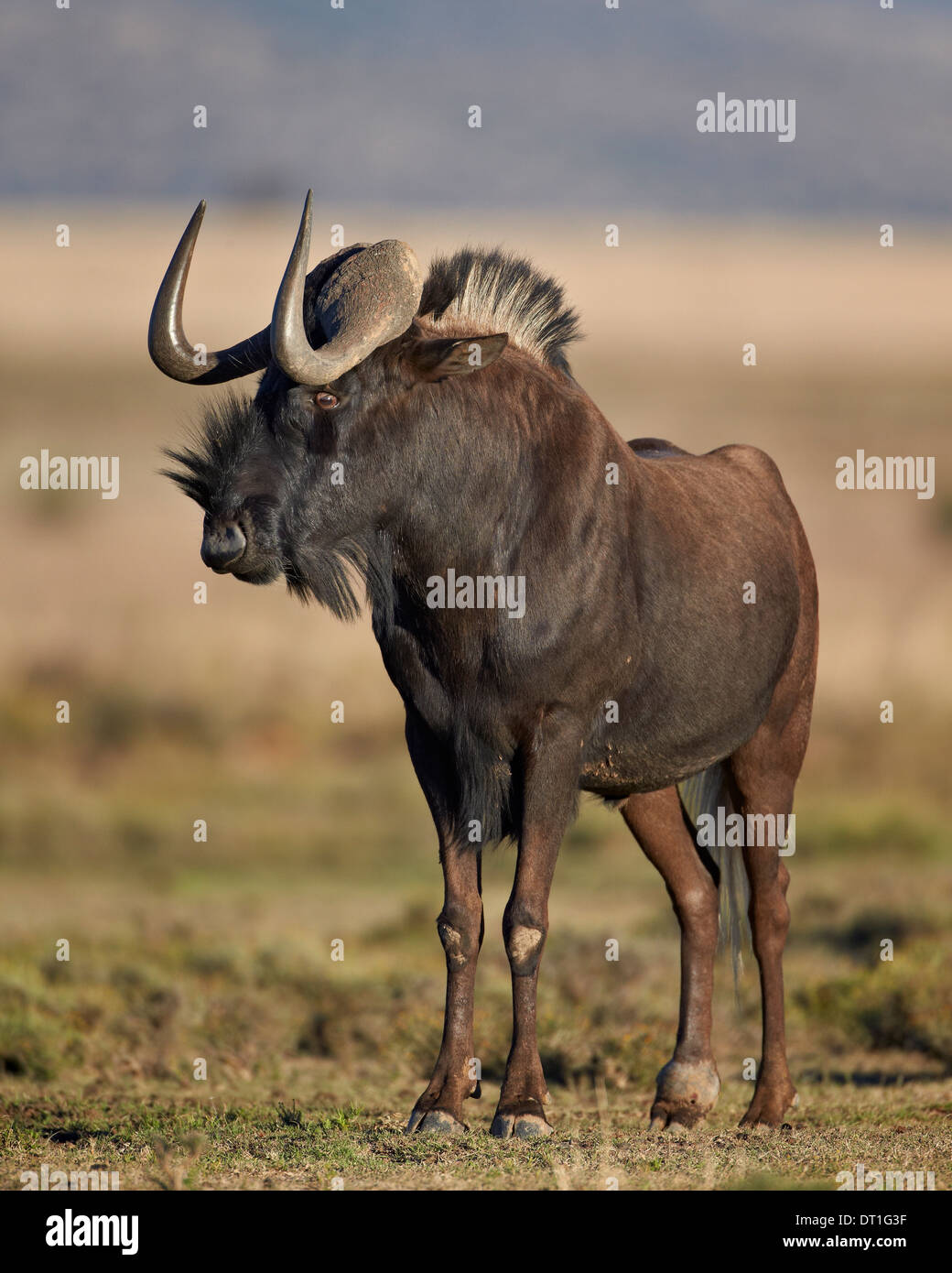Nero GNU (bianco-tailed gnu) (Connochaetes gnou), Mountain Zebra National Park, Sud Africa e Africa Foto Stock