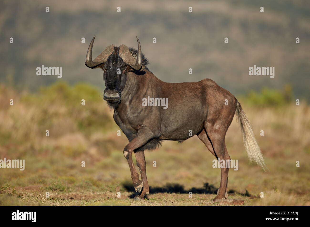 Nero GNU (bianco-tailed gnu) (Connochaetes gnou), Mountain Zebra National Park, Sud Africa e Africa Foto Stock