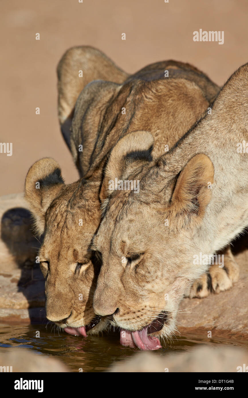 Due leoni (Panthera leo) bere, Kgalagadi Parco transfrontaliero, ex Kalahari Gemsbok National Park, Sud Africa Foto Stock