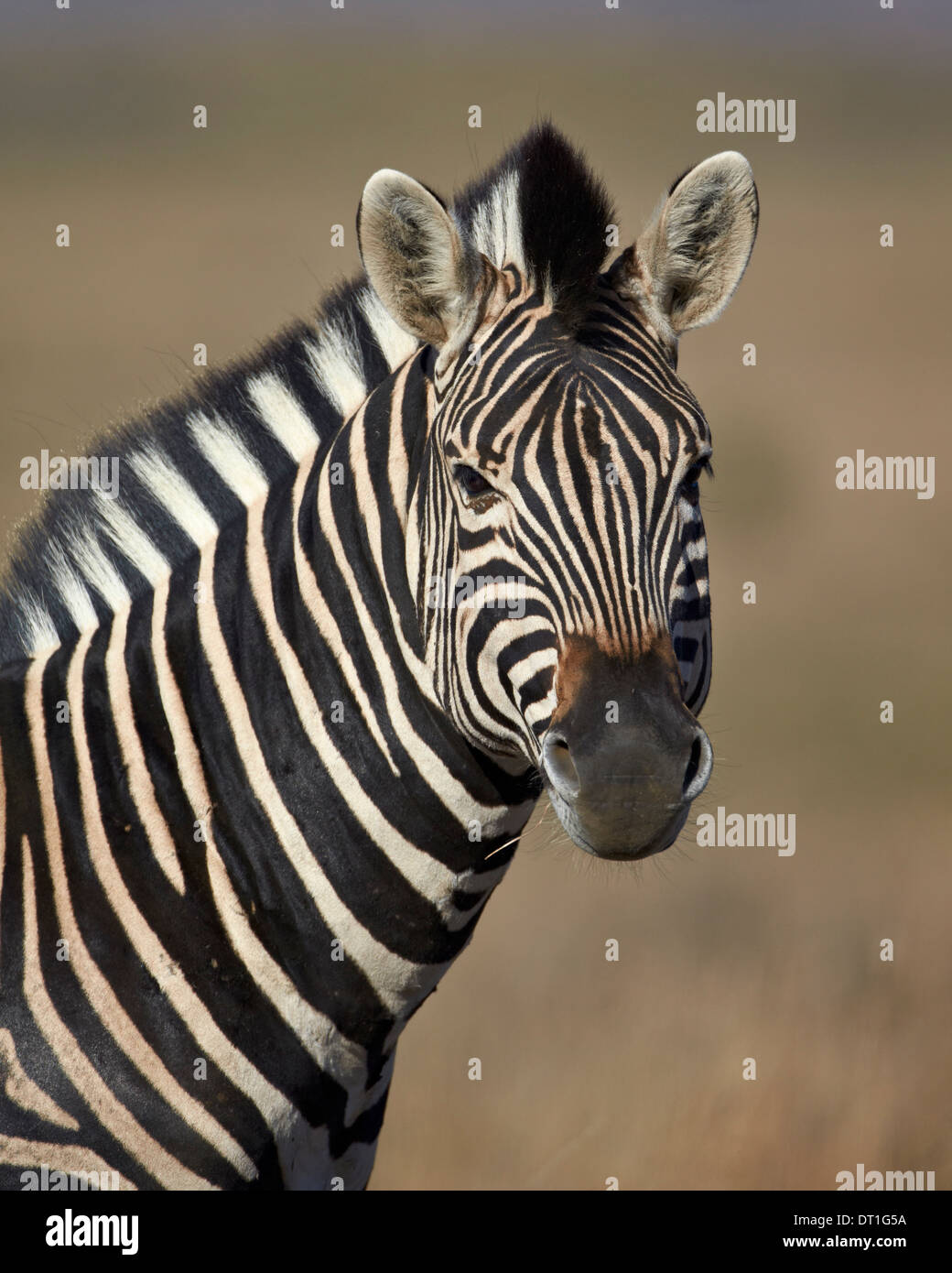 Zebra comune (pianure zebra) (Burchell's zebra) (Equus burchelli), Mountain Zebra National Park, Sud Africa e Africa Foto Stock