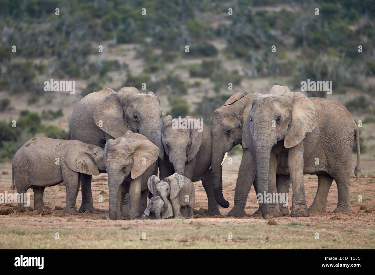Elefante africano (Loxodonta africana) famiglia, Addo Elephant National Park, Sud Africa e Africa Foto Stock