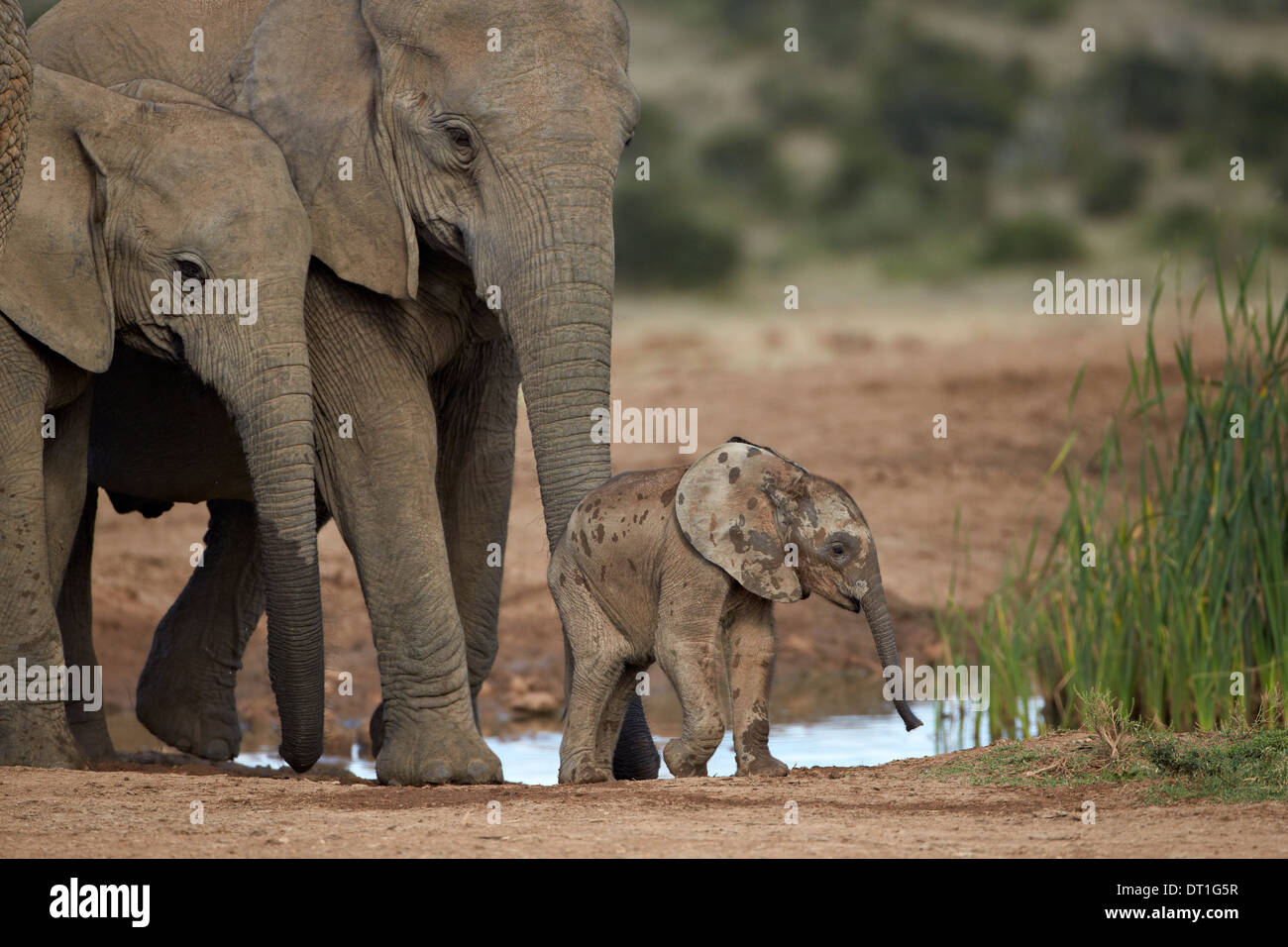 Elefante africano (Loxodonta africana) famiglia, Addo Elephant National Park, Sud Africa e Africa Foto Stock