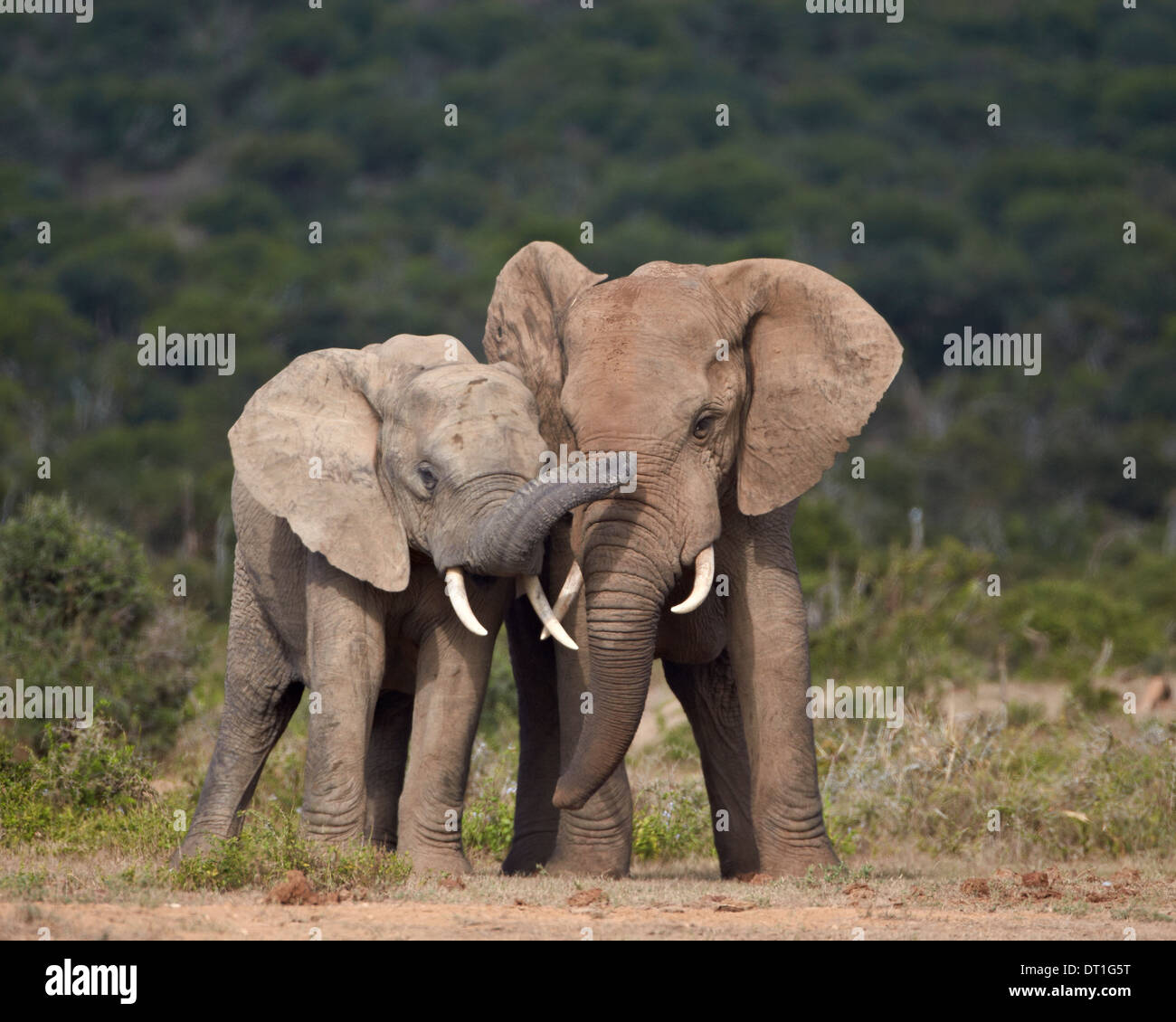 Elefante africano (Loxodonta africana) i tori di combattimento, Addo Elephant National Park, Sud Africa e Africa Foto Stock