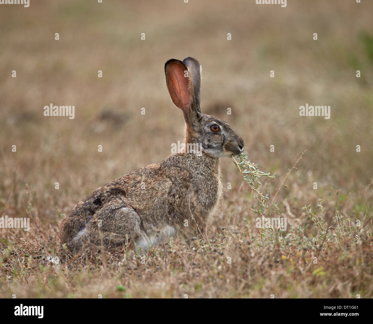 Lepre africana (Capo lepre) (marrone) lepre (Lepus capensis) mangiare, Addo Elephant National Park, Sud Africa e Africa Foto Stock