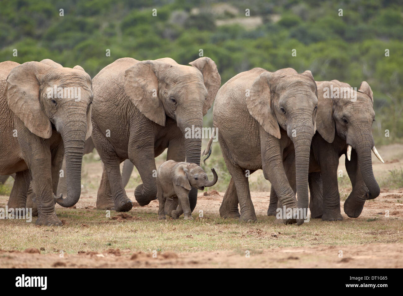 Elefante africano (Loxodonta africana) famiglia, Addo Elephant National Park, Sud Africa e Africa Foto Stock