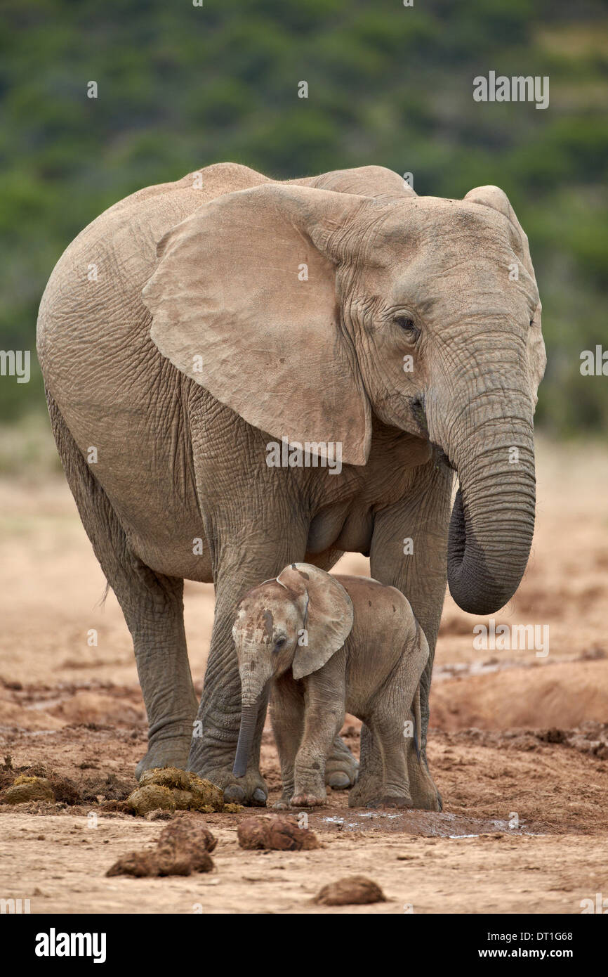 Elefante africano (Loxodonta africana) la madre e il bambino, Addo Elephant National Park, Sud Africa e Africa Foto Stock
