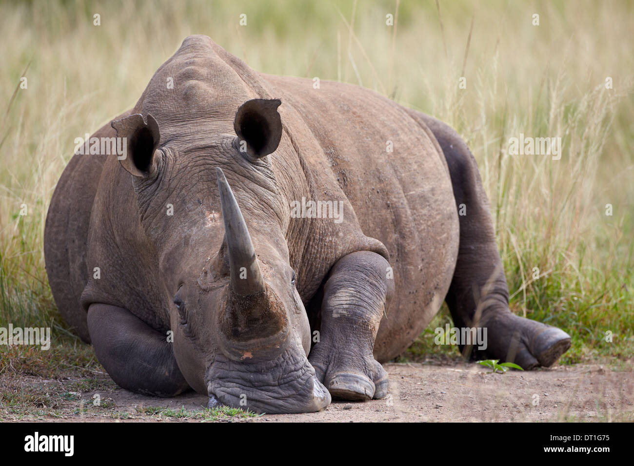 Rinoceronte bianco (Ceratotherium simum), la Hluhluwe Game Reserve, Sud Africa e Africa Foto Stock