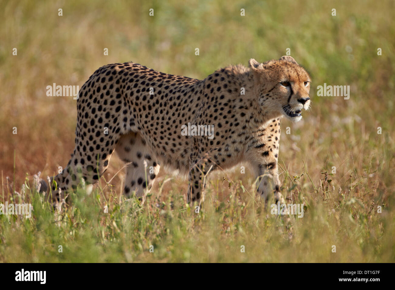 Ghepardo (Acinonyx jubatus), Kruger National Park, Sud Africa e Africa Foto Stock