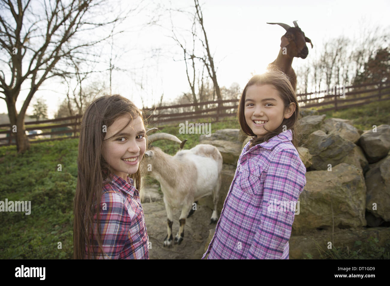 Due bambini giovani ragazze nel contenitore di capra a un animale santuario Foto Stock