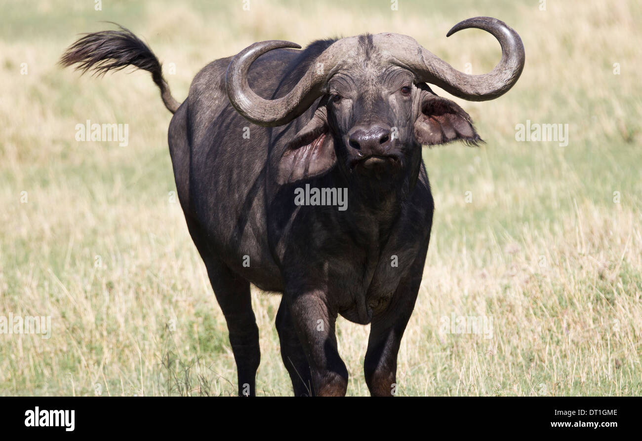Bufalo indiano di acqua in movimento nel Masai Mara Game Reserve, Kenya, Africa Foto Stock