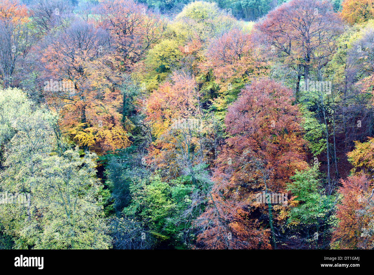 Autunno alberi sulla lunga passeggiata a madre Shiptons in Knaresborough North Yorkshire, Inghilterra Foto Stock