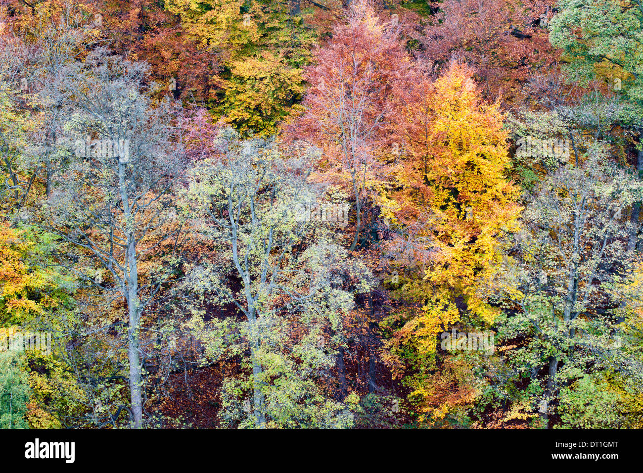 Autunno alberi sulla lunga passeggiata a madre Shiptons in Knaresborough North Yorkshire, Inghilterra Foto Stock