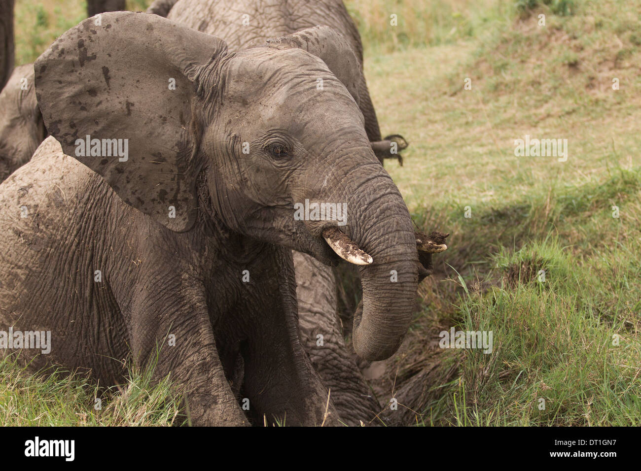 I giovani dell' elefante africano calf godendo un bagno di fango nel Masai Mara Game Reserve, Kenya, Africa Foto Stock