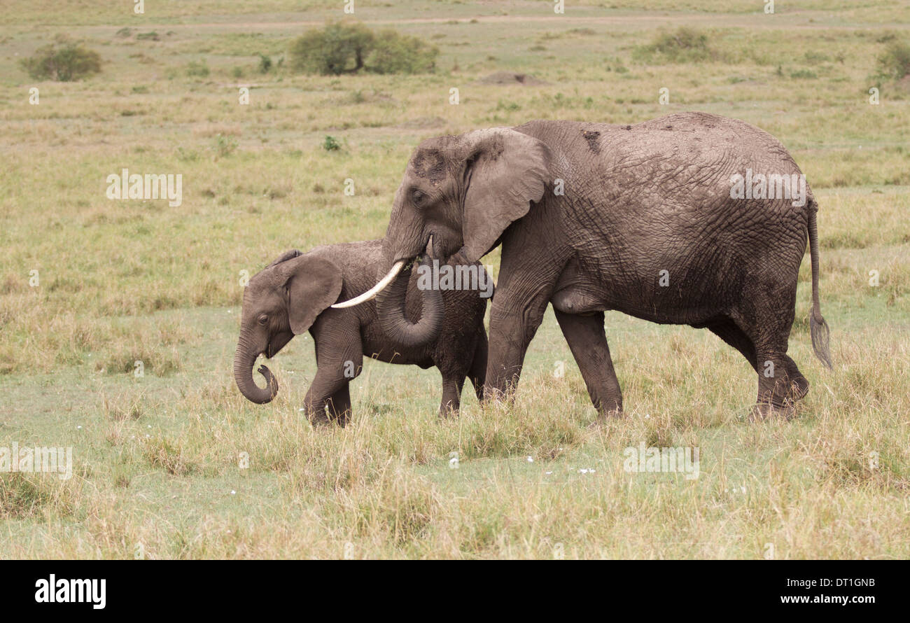 Elefante adulto a piedi con la sua giovane elefante sia di vitello utilizzando lo stesso movimento di trunk in Kenia Masai Mara Game Reserve, Africa Foto Stock
