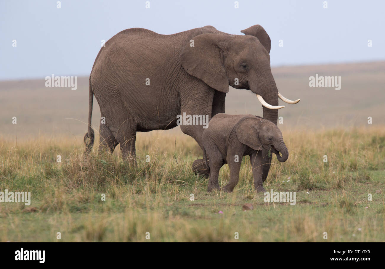 Adulto madre elefante camminando con il suo giovane elefante vitello in Kenia Masai Mara Game Reserve, Africa Foto Stock