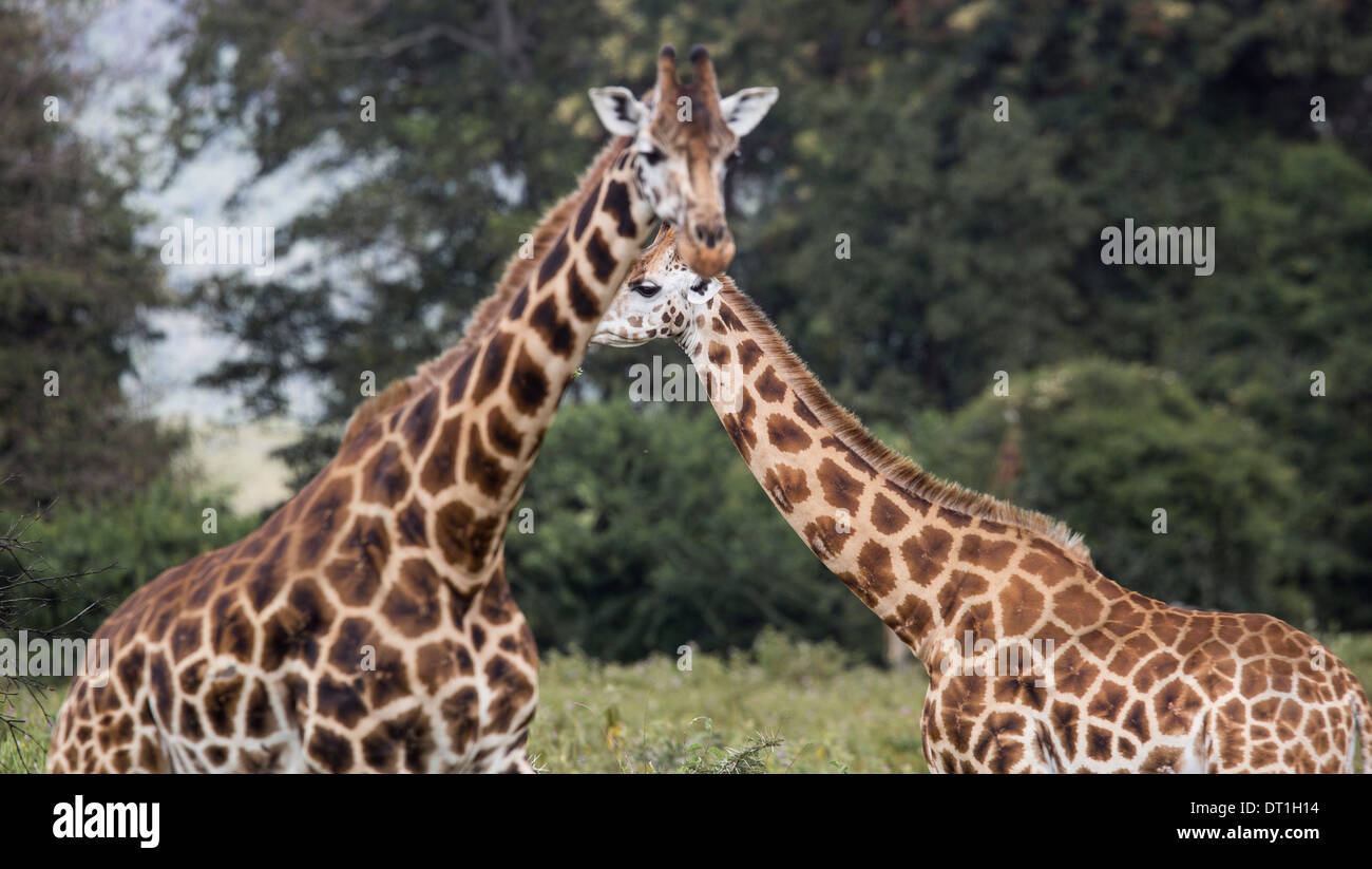 Coppia di Rothchild's giraffe passeggiando in Lake Nakuru National Park, Kenya, Africa Foto Stock