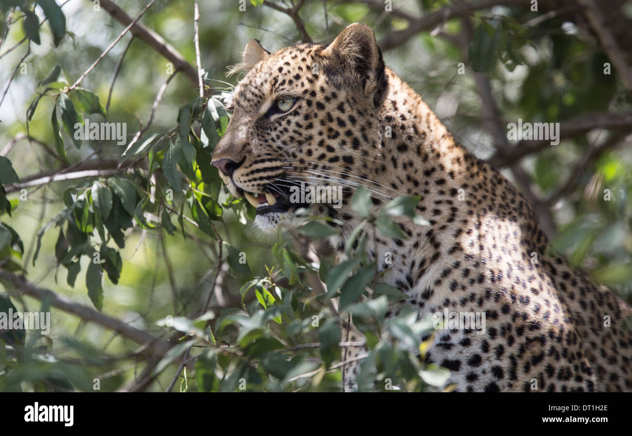 Giovane maschio leopard in un albero nel Masai Mara Game Reserve, Kenya, Africa Foto Stock