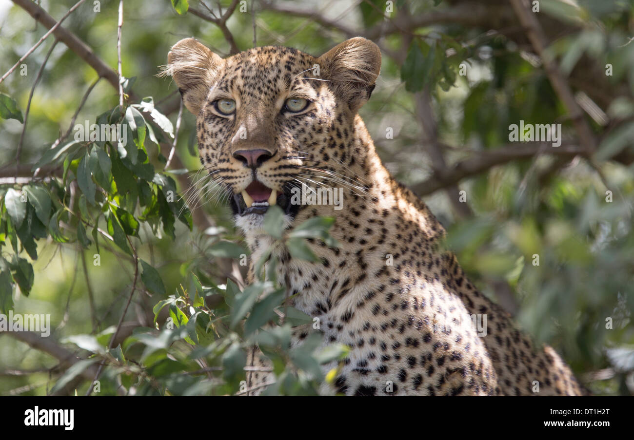 Giovane maschio leopard in un albero nel Masai Mara Game Reserve, Kenya, Africa Foto Stock