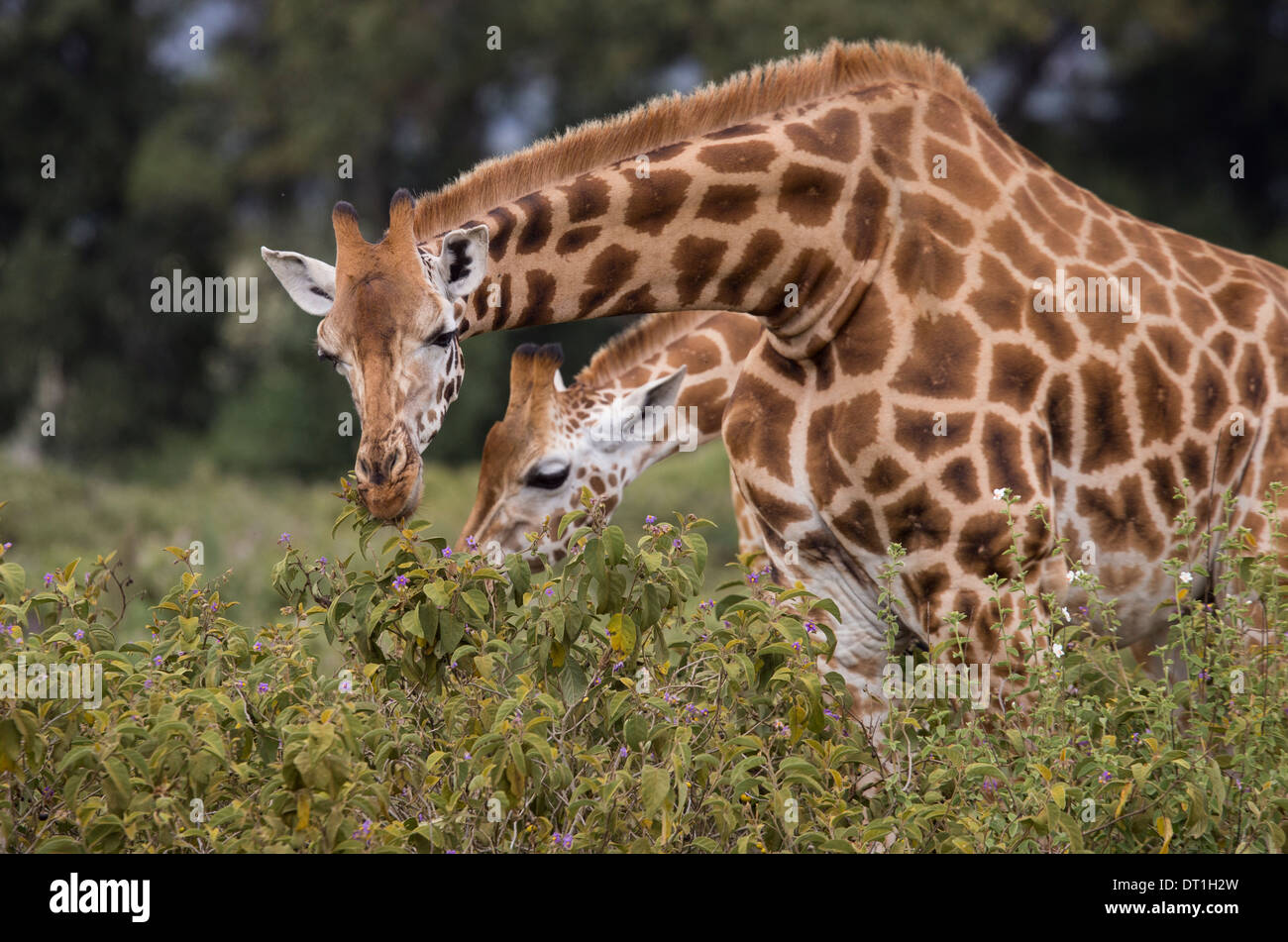 Coppia di Rothchild's giraffe godendo di un veloce pasto vegetariano a mangiare le foglie al Lake Nakuru National Park, Kenya, Africa Foto Stock