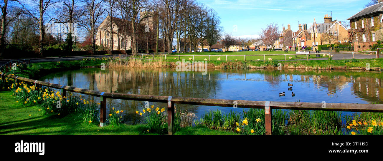 La molla narcisi intorno alla Duck Pond, Ramsey town, Cambridgeshire England Regno Unito Foto Stock