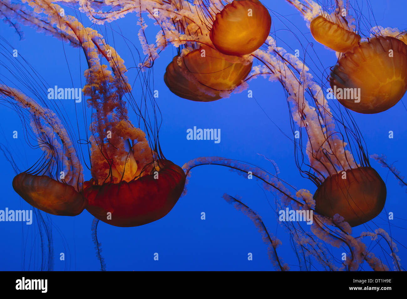 Mare meduse di ortica Chrysaora fuscescens scyphozoa in un serbatoio di acqua subacquei con lunghi tentacoli California USA USA Foto Stock