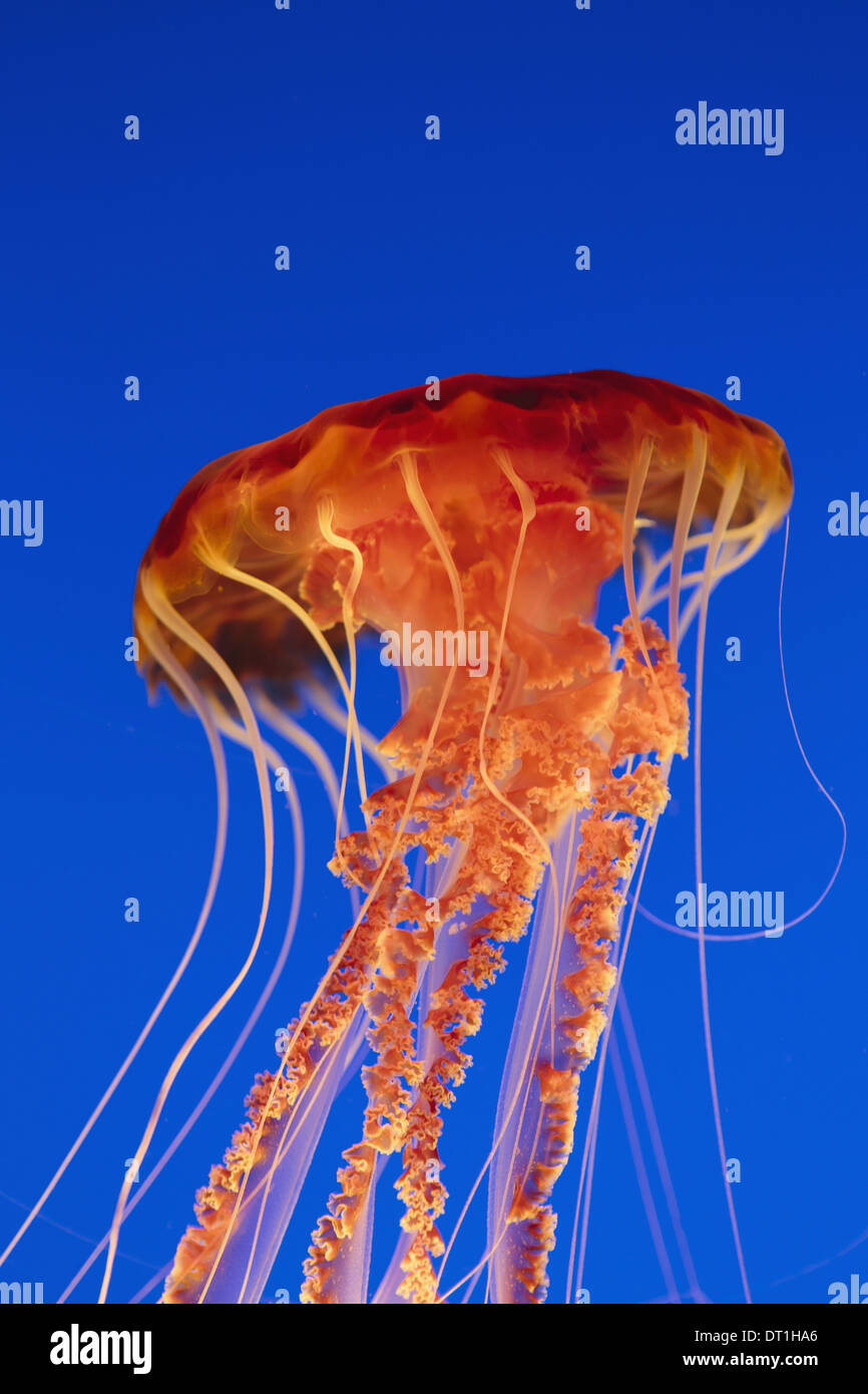 Mar Nero ortica medusa Chrysaora fuscescens scyphozoa sott'acqua in il Monterey Bay Aquarium California USA USA Foto Stock