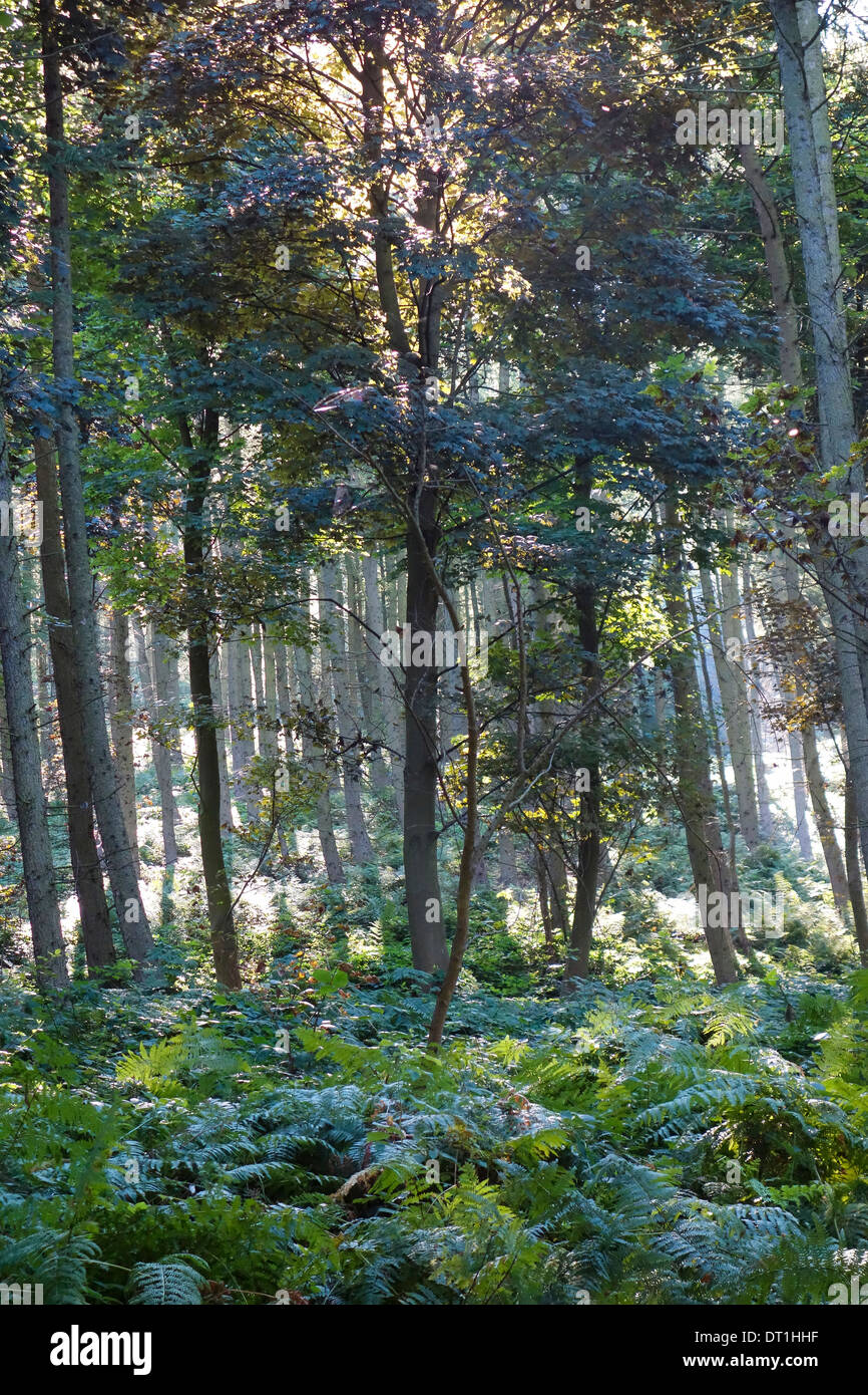 Scena di bosco Guisborough Forest, Cleveland Foto Stock