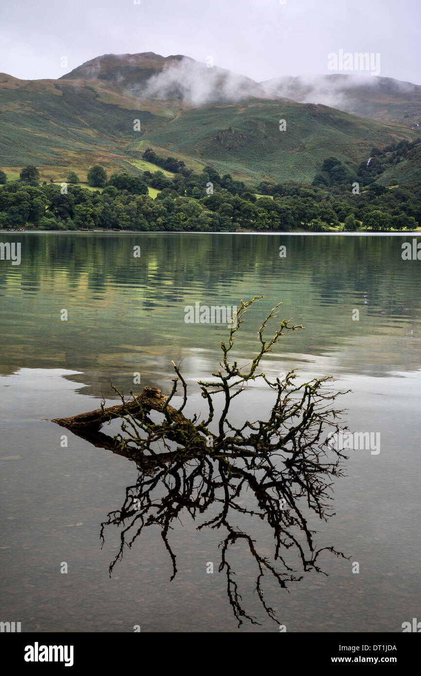 Il ramo in acqua, Ullswater, Lake District, parco nazionale Foto Stock