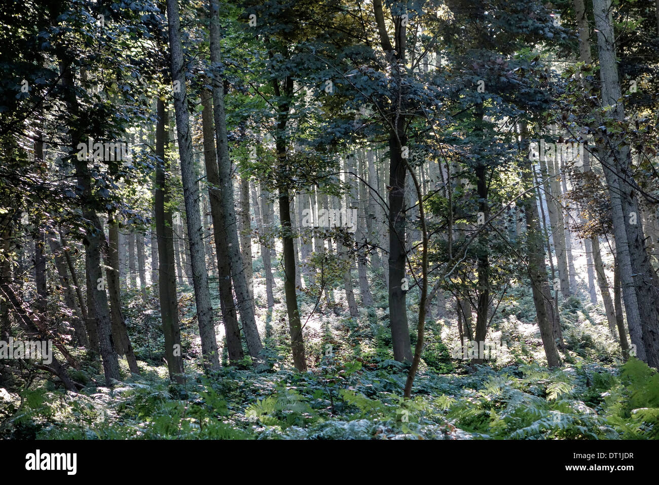 Scena di bosco Guisborough Forest, Cleveland Foto Stock