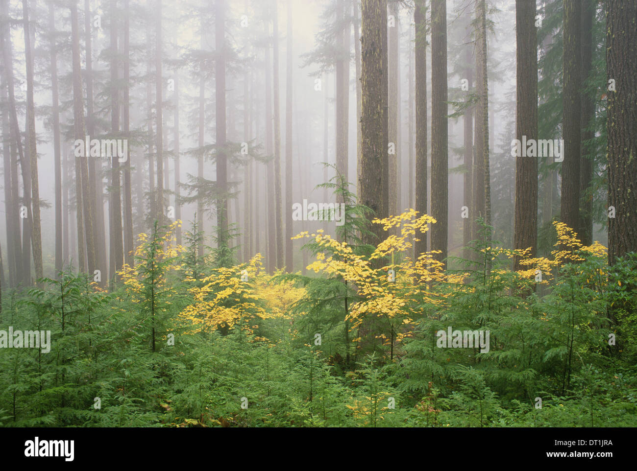 La cicuta e vite alberi di acero nell'Umpqua National Forest il giallo e il verde fogliame Umpqua National Forest Oregon negli Stati Uniti Foto Stock