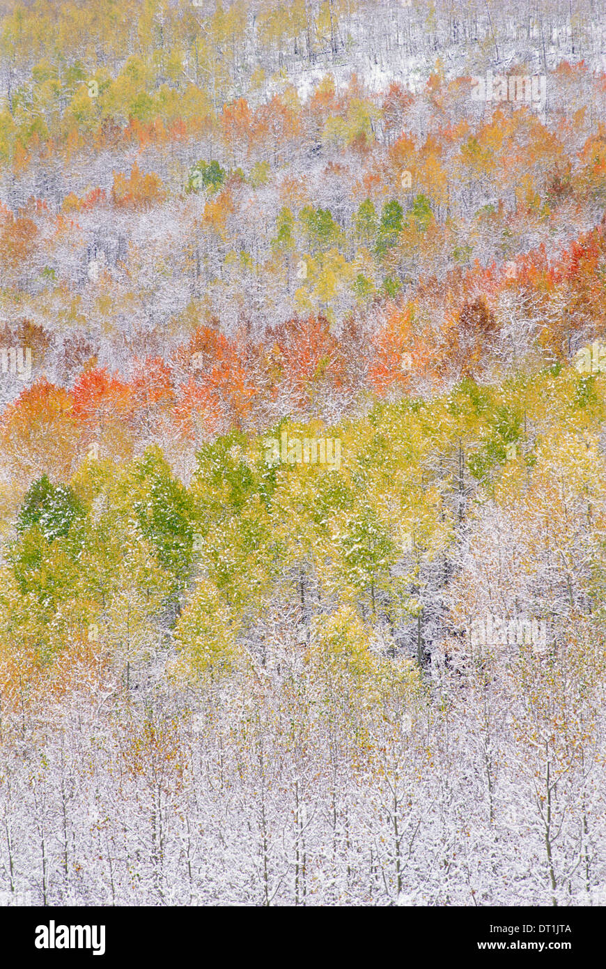 Una foresta di alberi di Aspen in Wasatch Mountains con impressionante del giallo e del rosso di fogliame di autunno neve sul terreno Foto Stock