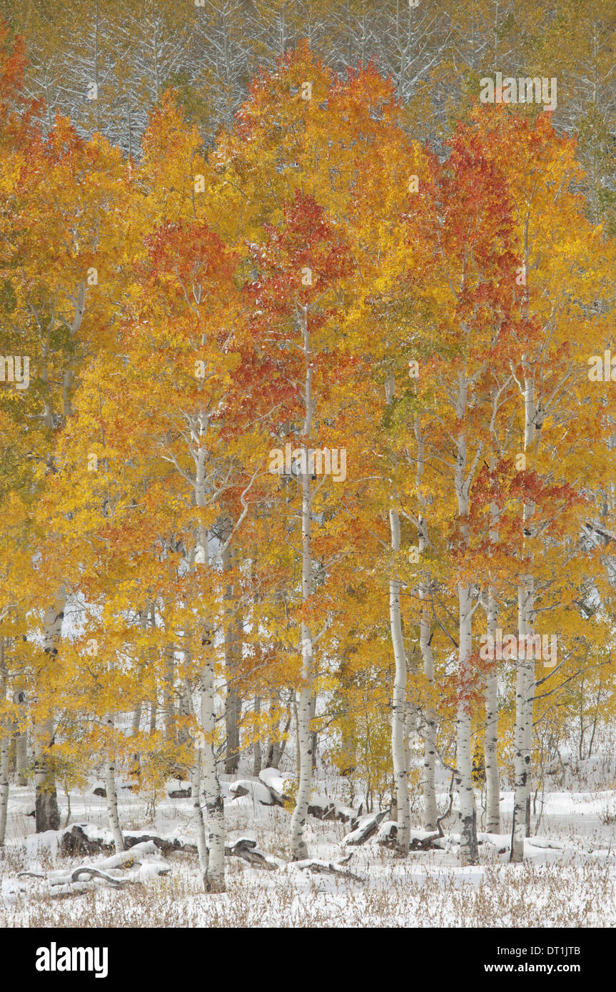 Una foresta di vacilla aspen alberi con fogliame di autunno colori nella neve in Wasatch national forest Foto Stock