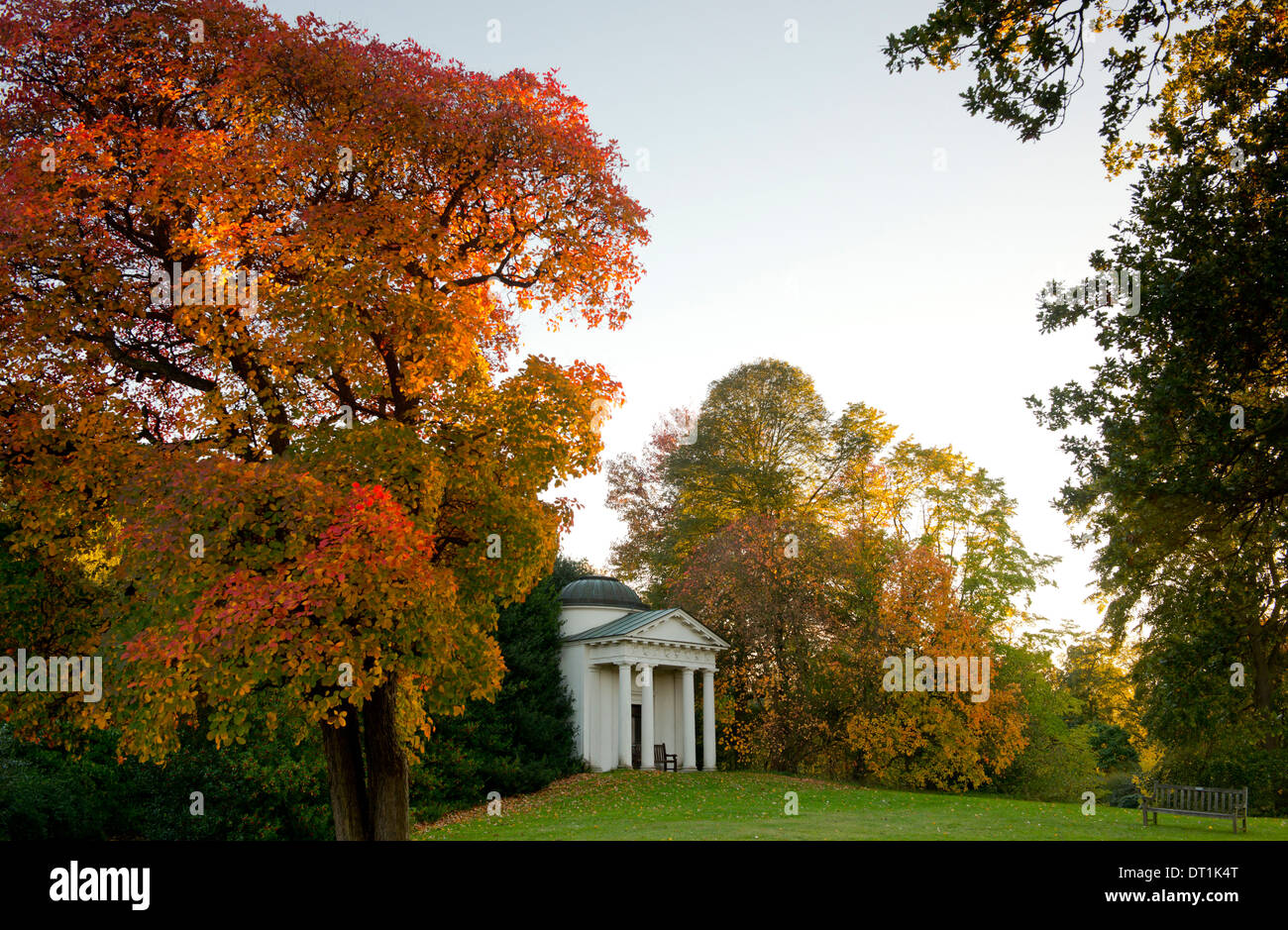 Una struttura ad albero cotinus con colore rosso brillante fogliame in autunno accanto al tempio di Kew Gardens, sito UNESCO, Kew, London, England, Regno Unito Foto Stock