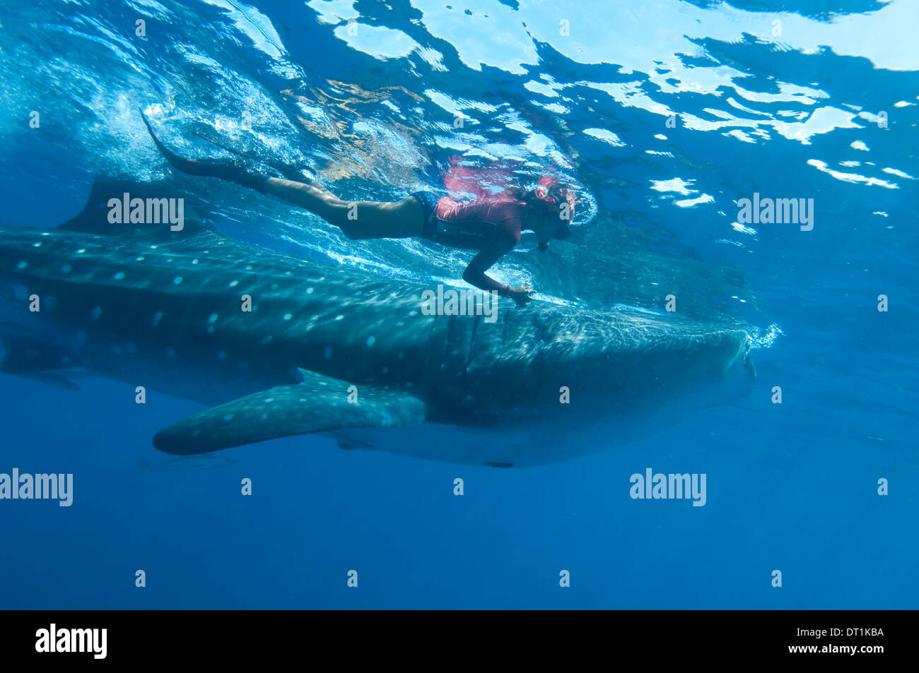 E Snorkeller squalo balena (Rhincodon typus) alimentazione alimentazione della ram sul lo zooplancton, Yum Balam riserva marina, Quintana Roo, Messico Foto Stock