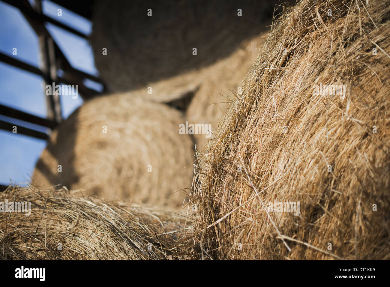 Fieno di erba secca e foraggio animale balle impilate in un fienile su di una azienda agricola biologica Foto Stock
